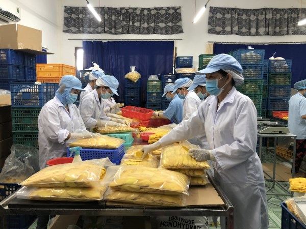 Quy trình sản xuất xoài sấy dẻo Thuần Việt
